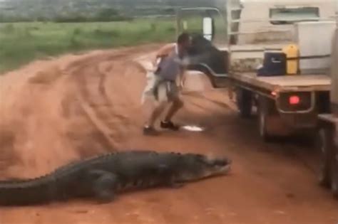 Crocodile Attacks Humans 的图像结果