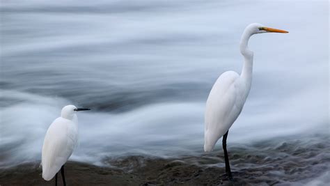 Herons and cranes of the Kamogawa river