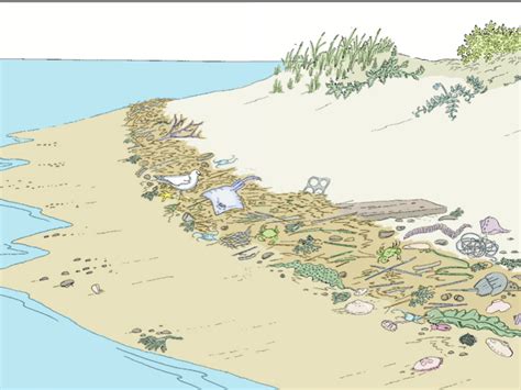 Coast 的图像结果