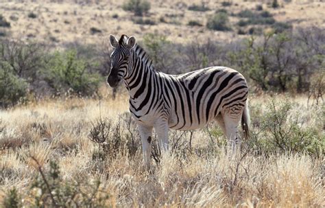 Definitive Guide To Burchell's Zebra Facts, Habitat, Conservation Status, Zoo Populations ...
