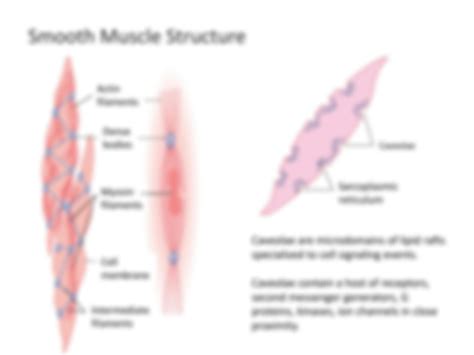 Image result for Smooth Muscle Function