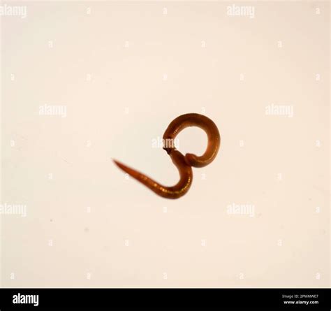 The genus Lumbricus contains some of the most commonly seen earthworms in Europe among its ...