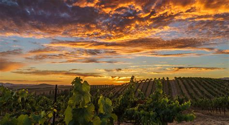 Best Vineyards In Sonoma