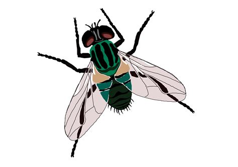 Fly Sticker Toilet Clip art - Green flies png download - 1913*1346 ...