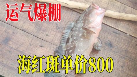 【惠安】出海打鱼40年，头一次看到长这模样的龙虾，渔民捕到身长1米多“神虾”，这种虾6.6斤重的值100万元？_惠安县