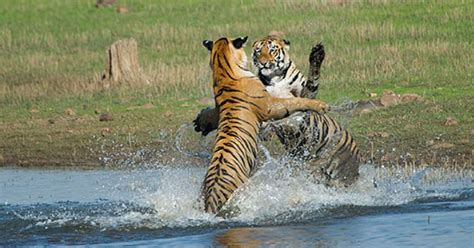 Tadoba Wildlife Tiger Land Safari Tour for 6 Nights 7 days