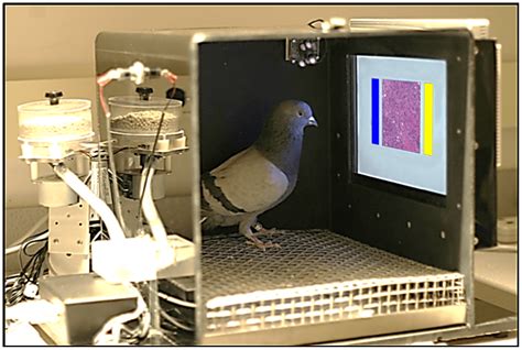 THE SECRET LIFE OF PIGEONS – TITLE MAG
