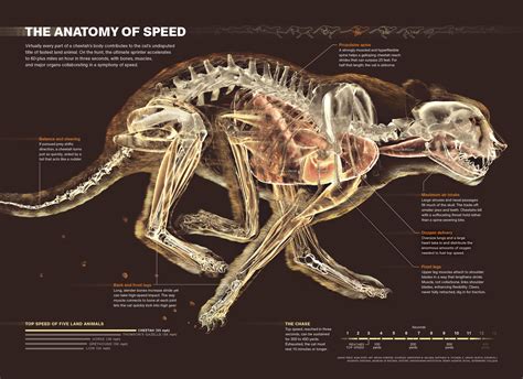 Infographic, Anatomy, Animal infographic