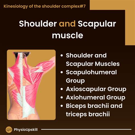 Scapular Muscle 的图像结果
