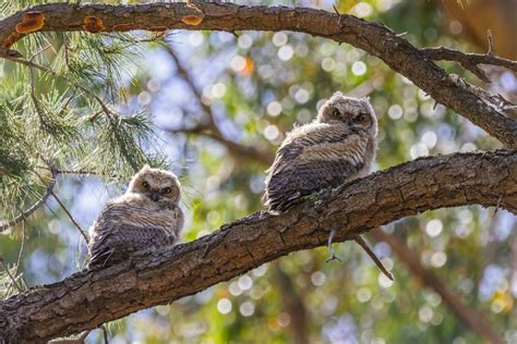 Owl on Branches · Free Stock Photo