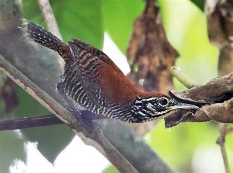 Riverside Wren - eBird
