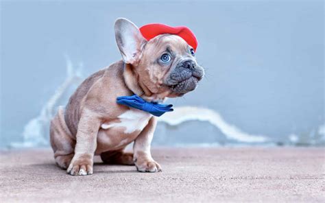 The 300+ Best French Dog Names and Their Meanings - A-Z Animals