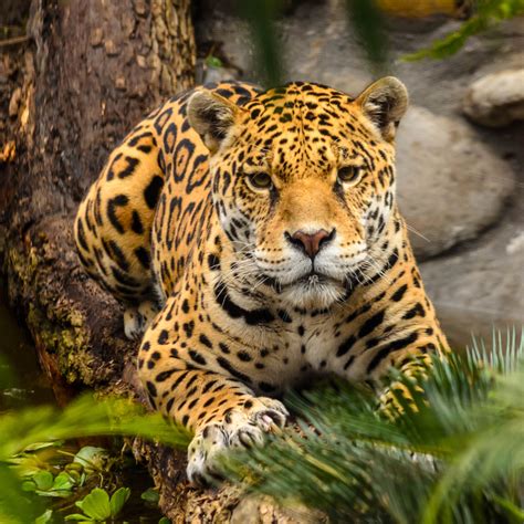 National Animal Of Peru