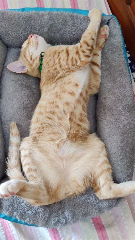 Different forms of Kalki : r/aww