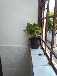 Root Bridges Indoor Green Money Plant with Pot, Live Home Plants for ...