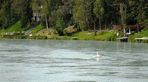 EDGEWATER LODGE & RV PARK (Soldotna, Alaska) - Lodge Reviews & Photos ...