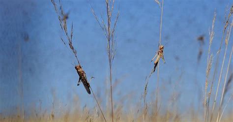 How many locusts does it take to start a biblical plague? Just three