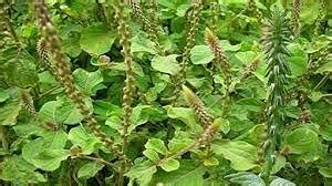 Shri Herbal Apamarga/Chirchita/Prickly chaff flower/Latjira Extracts ...