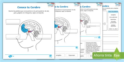 Hoja de Actividad: Conoce tu Cerebro - "Mis emociones Cambiantes"