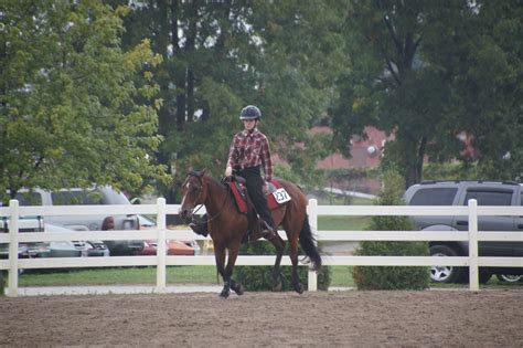 Reining Collection 的图像结果