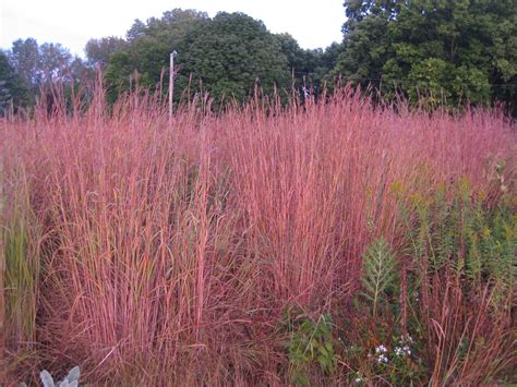 Big Bluestem - Trending! - Rotary Botanical Gardens