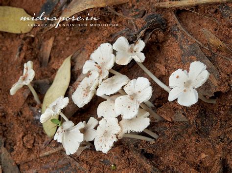 বালি ছাতু বা ফুড়কি ছাতু | Termitomyces clypeatus | बालि चातू