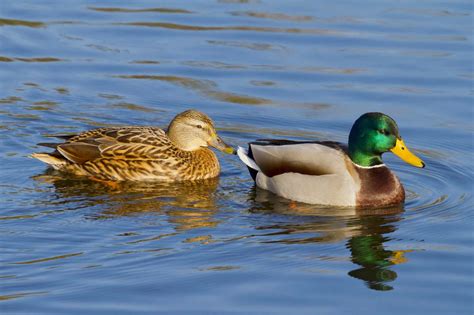 Male vs. Female Ducks (8 Main Differences) - Bird Helpful