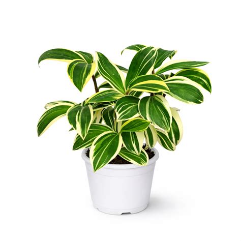 Variegated Spiral Ginger (Costus Speciosus) | Rare Plants – Soiled
