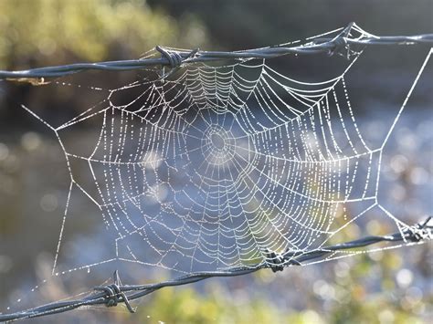 Download wallpaper 1600x1200 cobweb, wire, spikes, blur, macro standard ...