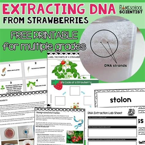 Extracting DNA From Strawberries Experiment | Science printables ...