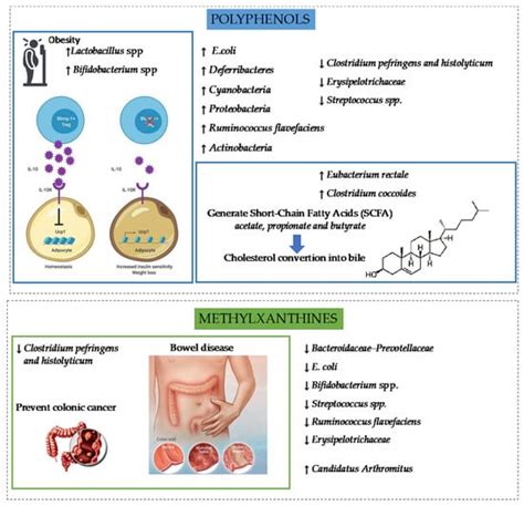 Benefits of Polyphenols and Methylxanthines from Cocoa Beans on Dietary ...