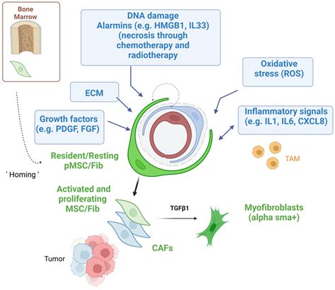 The Dual Role of Mesenchymal Stem Cells in Cancer Pathophysiology: Pro ...