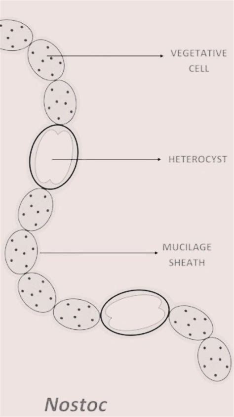 discuss the structure of nostoc and it's importance - Brainly.in