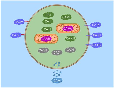 Potential Novel Role of Membrane-Associated Carbonic Anhydrases in the ...