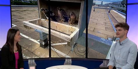 Mid-Michigan Matters: Update: Spartan Stadium Peregrine Falcons