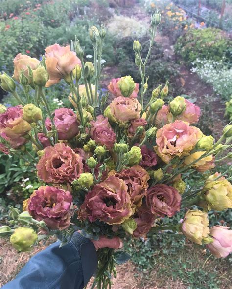 The best cut flower varieties year in review part i — artemis flower ...