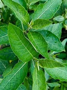 Live Bitter Leaf Plant (Vernonia Amygdalina) potential health benefits ...