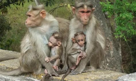 Monkey Menace: Karnataka High Court Directs Local Bodies To Properly ...