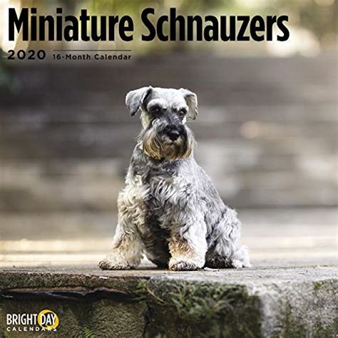 Buy Miniature Schnauzers Cal 2020 (Dog Breeds) Book Online at Low ...
