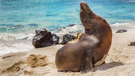 Galapagos Sea Lion in sand, Mann Beach (Playa Mann), San Cristobal, Galapagos, Ecuador | Windows ...