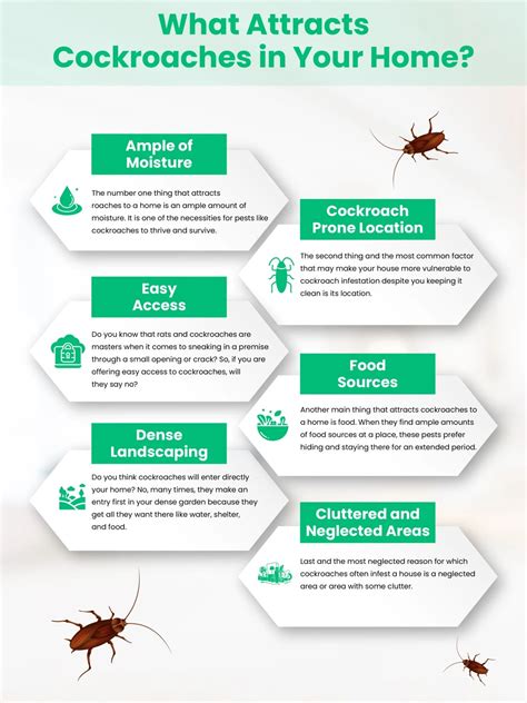 25 Common Things That Attract Cockroaches To Your House