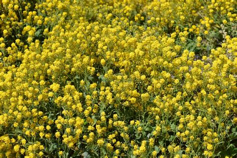 Ground Cover Drought Tolerant at Bonnie Fryman blog