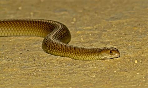 King Brown Snake