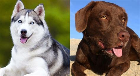 Lab Husky Mix Names at Harry Forlong blog