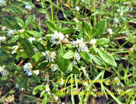 Medicinal Plant Details