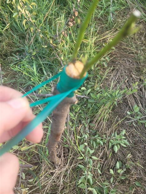 Late season grafting experiments only. Using green wood cuttings, Plastilina, tbuds, chips, and ...