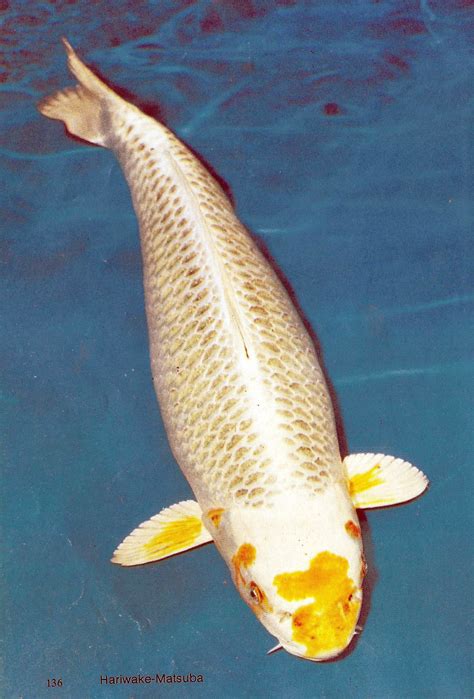 Types of koi fish unveiled types of koi varieties 2019 – Artofit