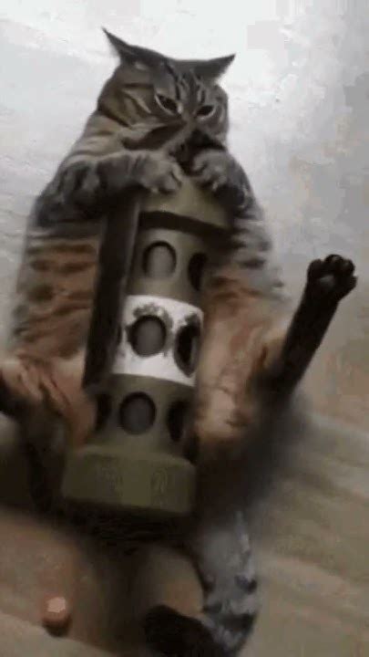 Cute Things Exploding Cat 的图像结果