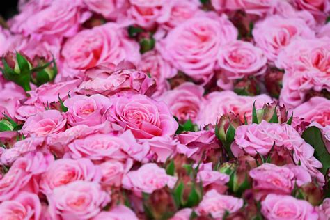 Download Bouquets Of Pink Color Roses Wallpaper | Wallpapers.com