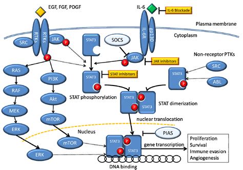The Role of STAT3 in Non-Small Cell Lung Cancer